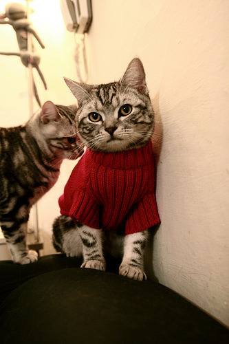 独行侠鏖战热火，哈利伯顿稳定输出不掉线